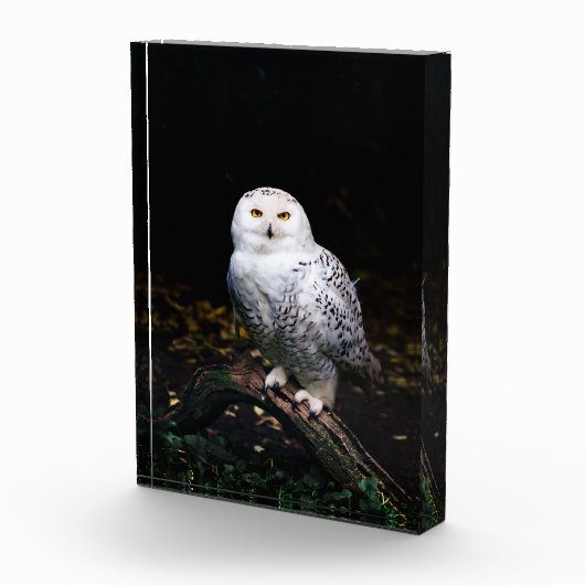 Sneusuil voor de winter fotoblokken (Rechts)