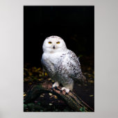 Sneusuil voor de winter poster (Voorkant)