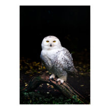 Sneusuil voor de winter