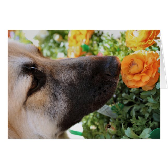 Sniff (Voorkant Horizontaal)