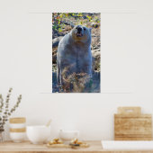 Sniffing Kermode (Spirit) Beer Wildlife Scene Poster (Keuken)