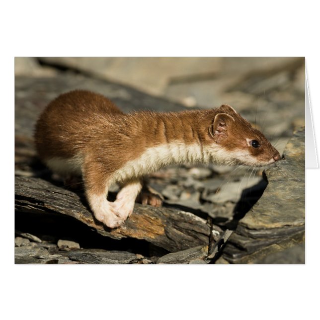 Sniffing Weasel (Voorkant Horizontaal)