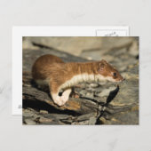 Sniffing Weasel Briefkaart (Voorkant / Achterkant)