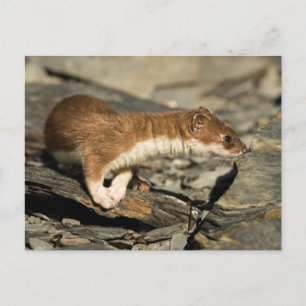 Sniffing Weasel Briefkaart