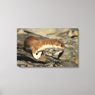 Sniffing Weasel Canvas Afdruk