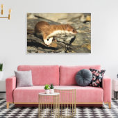 Sniffing Weasel Canvas Afdruk (Insitu (Woonkamer))
