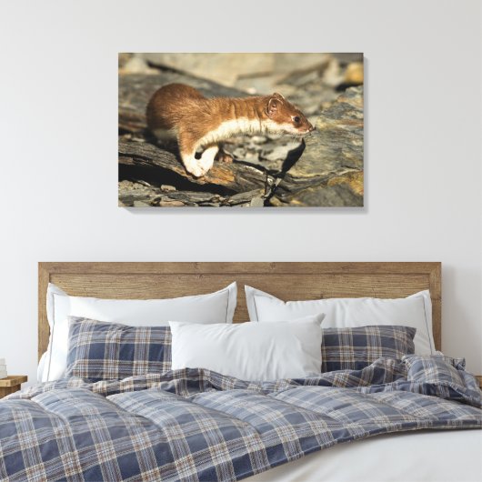 Sniffing Weasel Canvas Afdruk (Insitu (Slaapkamer))