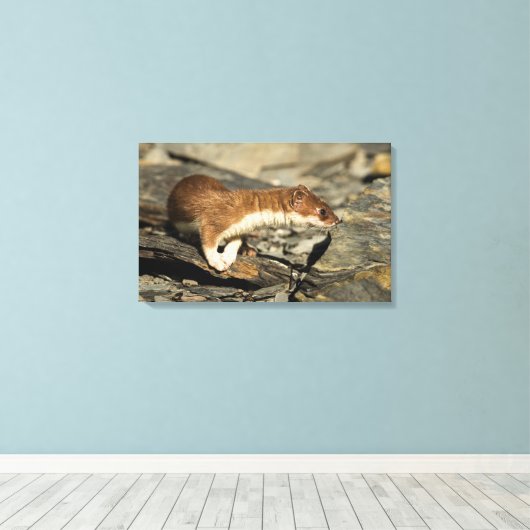 Sniffing Weasel Canvas Afdruk (Insitu (Houten vloer))