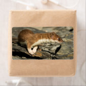 Sniffing Weasel Etiket (Insitu)