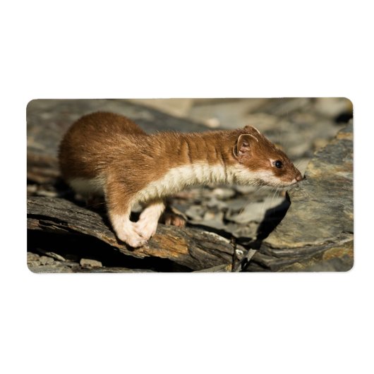 Sniffing Weasel Etiket (Voorkant)