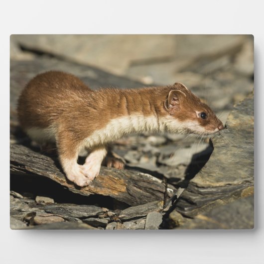 Sniffing Weasel Fotoplaat (Voorkant)