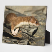 Sniffing Weasel Fotoplaat (Zijkant)