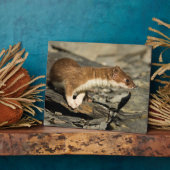 Sniffing Weasel Fotoplaat (Zijkant)