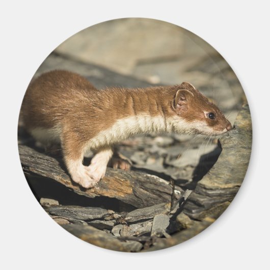 Sniffing Weasel Magneet (Voorkant)