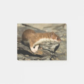 Sniffing Weasel Post-it® Notes (Voorkant)