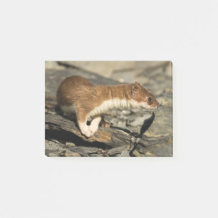 Sniffing Weasel Post-it® Notes