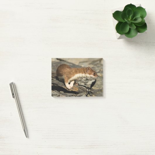 Sniffing Weasel Post-it® Notes (Kantoor)