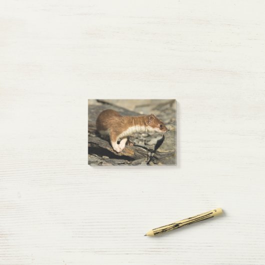 Sniffing Weasel Post-it® Notes (Op bureau)