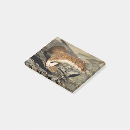 Sniffing Weasel Post-it® Notes (Schuin)