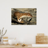 Sniffing Weasel Poster (Keuken)