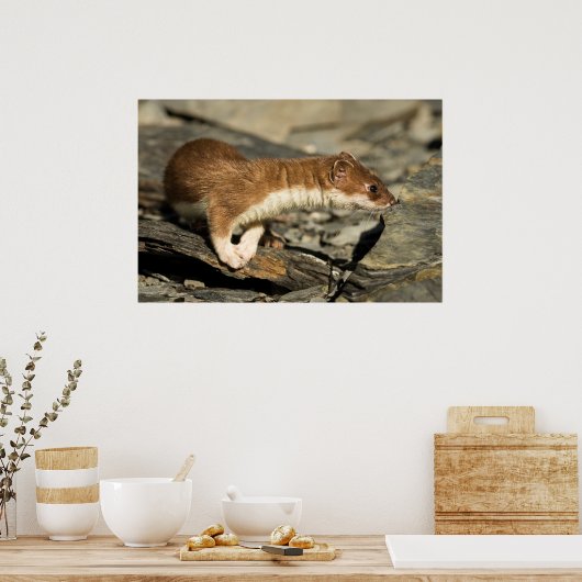 Sniffing Weasel Poster (Keuken)