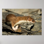 Sniffing Weasel Poster (Voorkant)