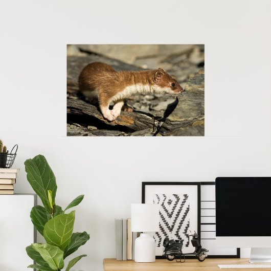 Sniffing Weasel Poster (Thuiskantoor)