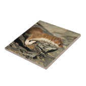 Sniffing Weasel Tegeltje (Zijkant)