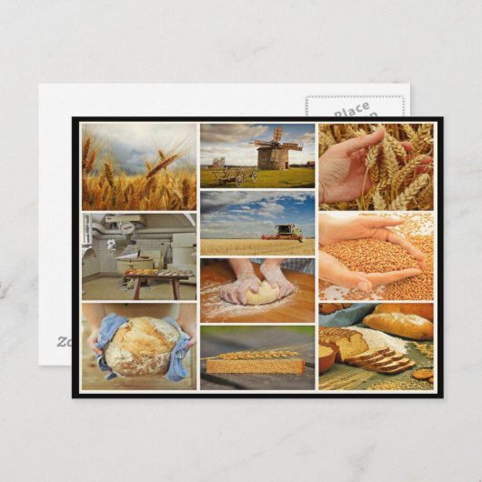 Snijbiet Briefkaart (Voorkant / Achterkant)