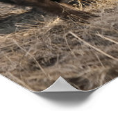 Snijbizeren kop - fijne Art afdrukken Poster (Hoek)