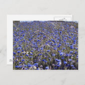 snijbloemen briefkaart (Voorkant / Achterkant)