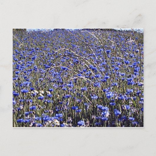 snijbloemen briefkaart (Voorkant)
