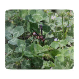 Snijbord voor wasgoed snijplank