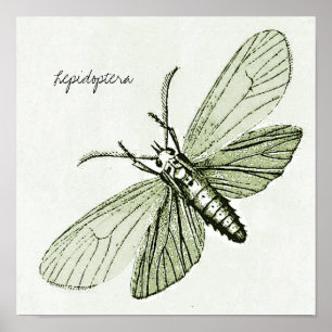 snijdt Moths Entomology Bugs Illustratie Poster