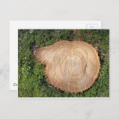 Snijkop verse snijboom briefkaart (Voorkant / Achterkant)