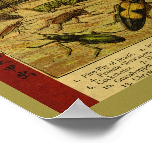  snijtanden Natuurgeschiedenis Afdrukken Poster (Hoek)