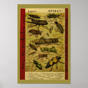  snijtanden Natuurgeschiedenis Afdrukken Poster