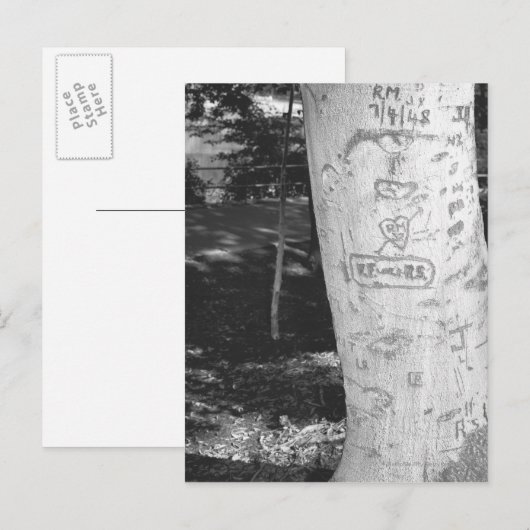 Snijwerk op berkenboomstam B&W Briefkaart (Voorkant / Achterkant)
