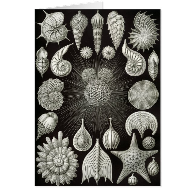 Snikkelontwerp (Voorkant)