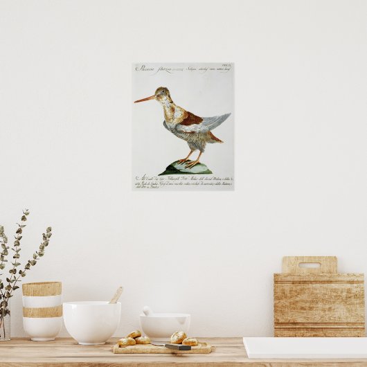 Snipe, c.1767-76 (met de hand gekleurde gravure) poster (Keuken)