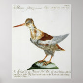 Snipe, c.1767-76 (met de hand gekleurde gravure) poster (Voorkant)