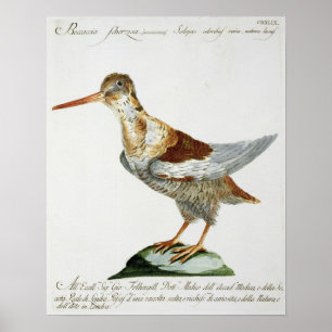 Snipe, c.1767-76 (met de hand gekleurde gravure) poster
