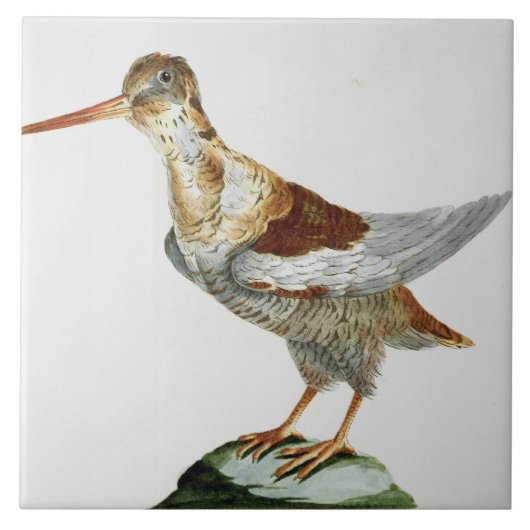 Snipe, c.1767-76 (met de hand gekleurde gravure) tegeltje (Voorkant)