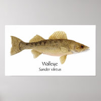 Snoek Kunst