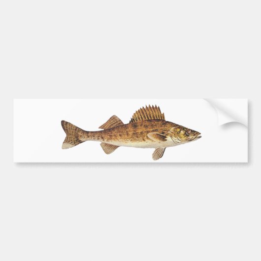 Snoekbaars Kunst Bumpersticker (Voorkant)