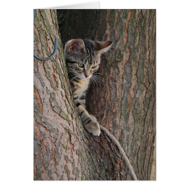 Snoep De kat (Voorkant)