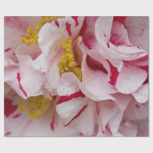 Snoep gestripte Camellia-overlooppapier Cadeaupapier (Vlak)