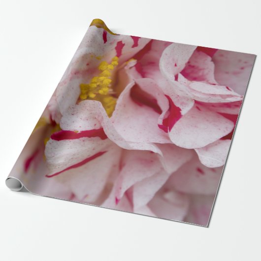 Snoep gestripte Camellia-overlooppapier Cadeaupapier (Uitgerold)