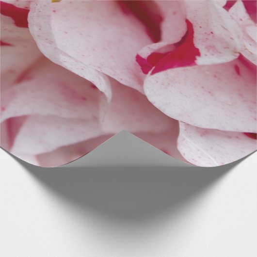 Snoep gestripte Camellia-overlooppapier Cadeaupapier (Hoek)