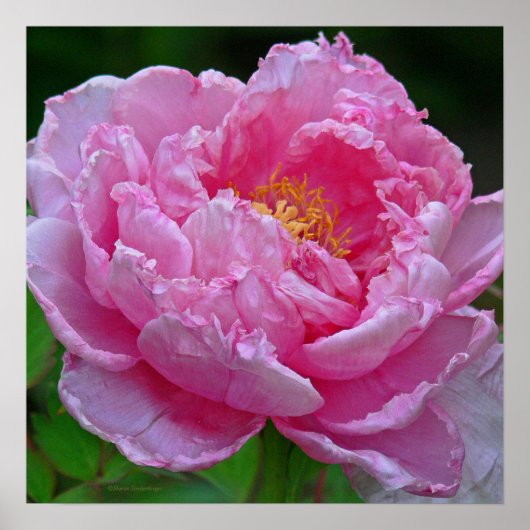 " SNOEP PINK PEONY" (FOTO) POSTER (Voorkant)